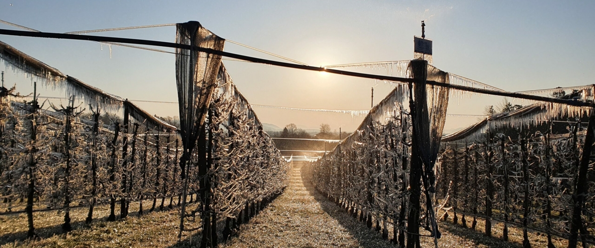 Frostberegnung Wobbler